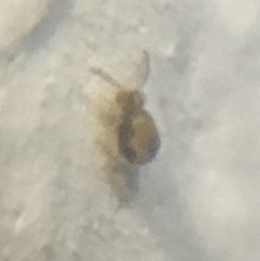 Sminthurinus henshawi