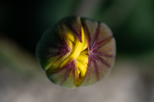 Othonna bulbosa