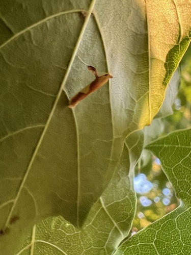 Caloptilia packardella photo 2