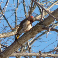 Colaptes auratus auratus