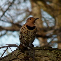 Colaptes auratus auratus