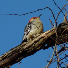 Melanerpes carolinus