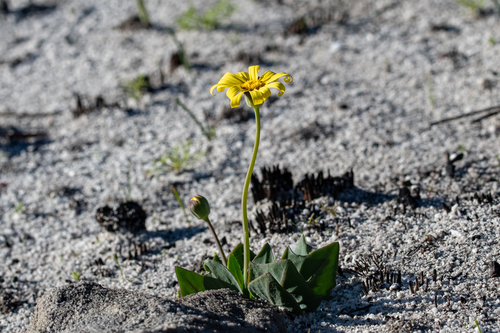 Othonna bulbosa