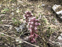 Petasites paradoxus