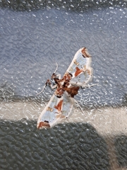 Neoleucinodes elegantalis