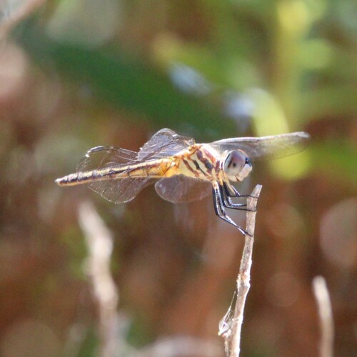 iNaturalist observation photo of Blue Dasher