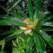 Freycinetia demissa - Photo (c) Kenneth R. Wood (NTBG), some rights reserved (CC BY-NC), uploaded by Kenneth R. Wood (NTBG)