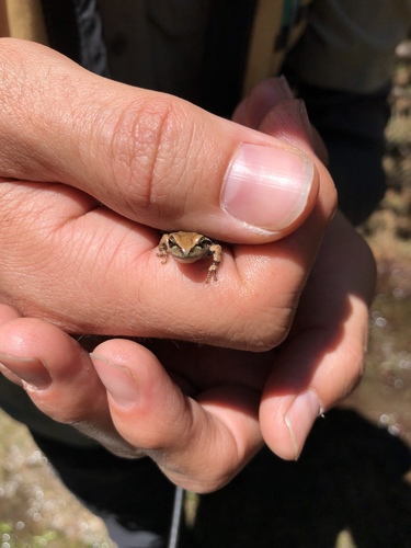 iNaturalist observation photo of Pacific chorus frog