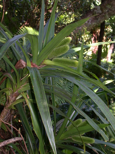 Freycinetia demissa observed 2003-07-19