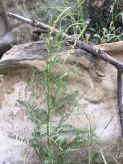 Astragalus clevelandii