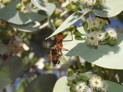 Poecilobdallus formosus