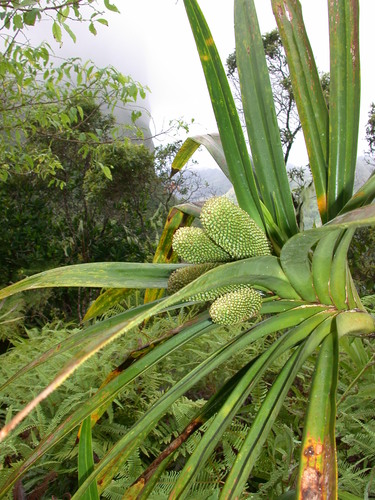 Freycinetia demissa observed 2003-11-24