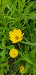 Coreopsis palmata
