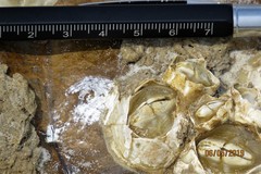 Chelonibia testudinaria