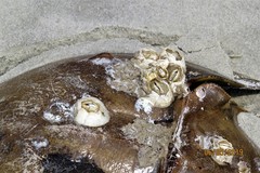 Chelonibia testudinaria