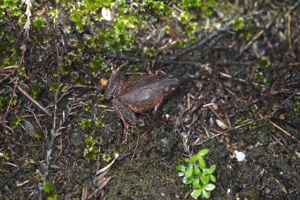 Chen's Horned Toad (Boulenophrys cheni)