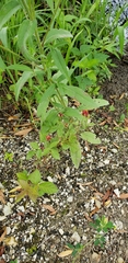 Blitum capitatum