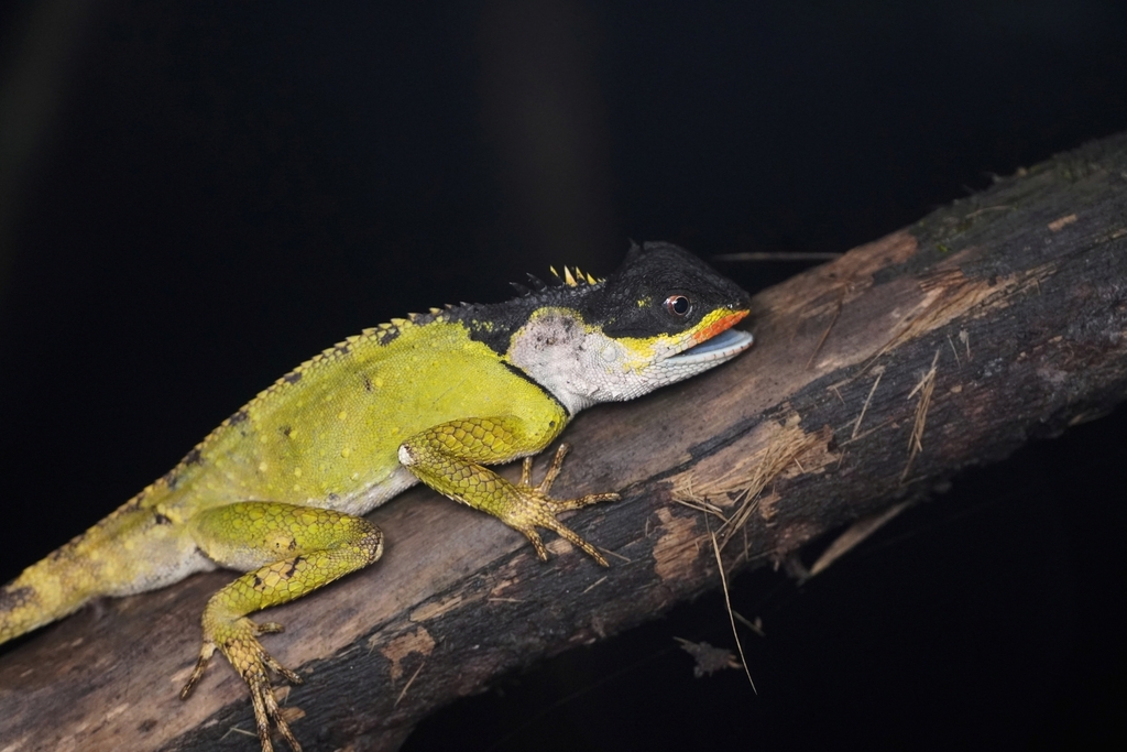 Scale-bellied Tree Lizard from Ji'an, CN-JX, CN on August 12, 2024 by ...