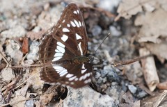 Limenitis doerriesi