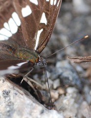 Limenitis doerriesi