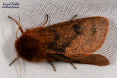 Phragmatobia