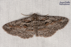 Iridopsis vellivolata