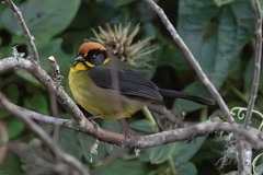 Bolivian Brush Finch photo 3
