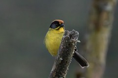 Bolivian Brush Finch photo 4