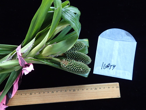 Freycinetia storckii observed 2016-06-02