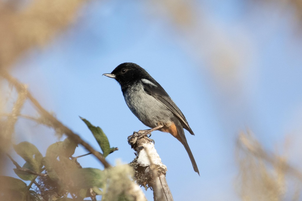 Gray-bellied Flowerpiercer photo