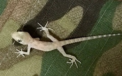 Cyrtopodion scabrum
