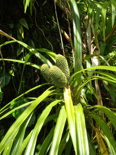 Freycinetia storckii
