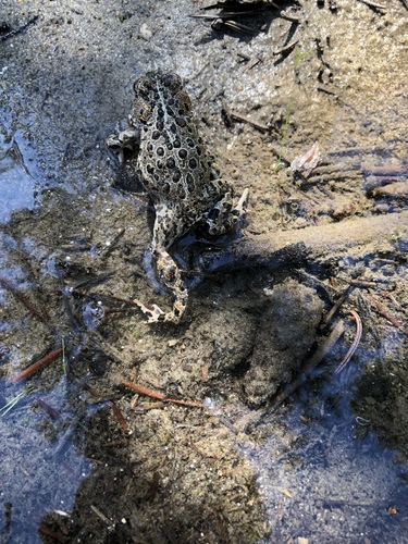 iNaturalist observation photo of Yosemite Toad