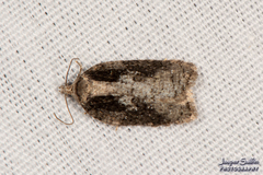 Acleris fuscana