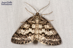 Eufidonia notataria