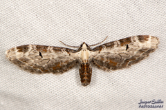 Eupithecia ravocostaliata