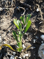 Centella tridentata hermanniifolia