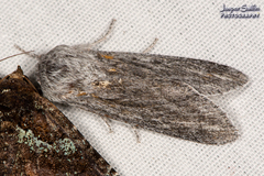 Acronicta lanceolaria
