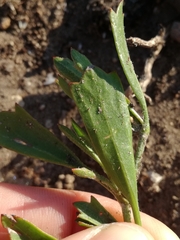 Centella tridentata hermanniifolia
