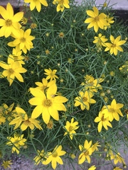 Coreopsis verticillata