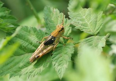 Ognevia longipennis