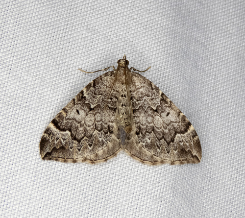 Eulithis destinata (Möschler, 1860)