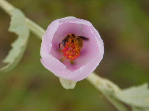 iNaturalist observation photo of bushmallows
