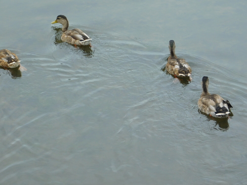 iNaturalist observation photo of Mallard