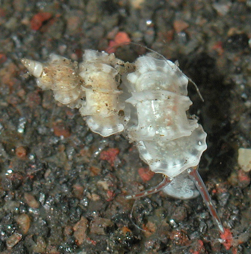 Cycloscala hyalina observed 2003-10-11