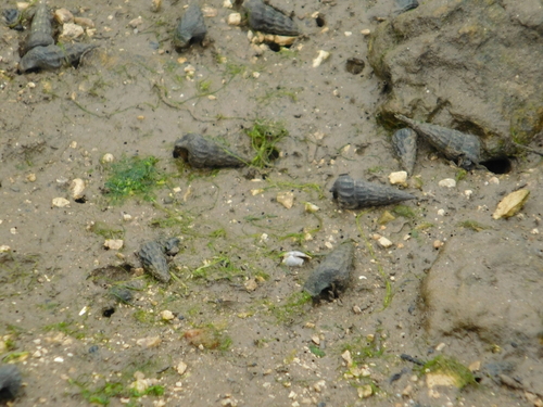 iNaturalist observation photo of California Horn Snail