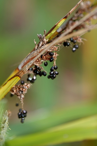 Image of Gahnia melanocarpa by (c) Max Campbell, some rights reserved (CC BY)