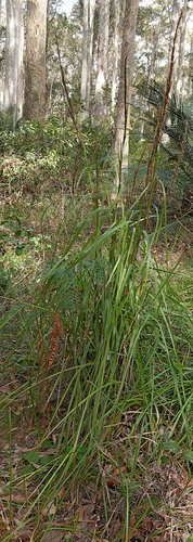 Image of Gahnia melanocarpa by (c) Max Campbell, some rights reserved (CC BY)