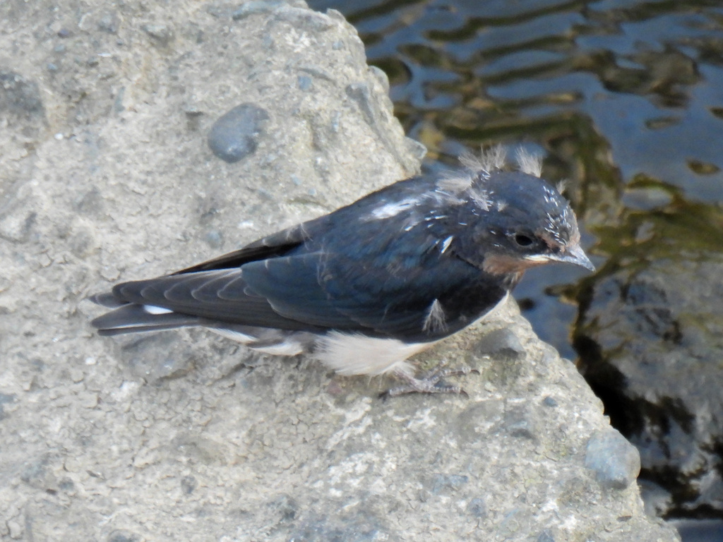 Barn Swallow from Takatsu Ward, Kawasaki, Kanagawa, Japan on August 14 ...