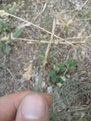 Festuca pallens